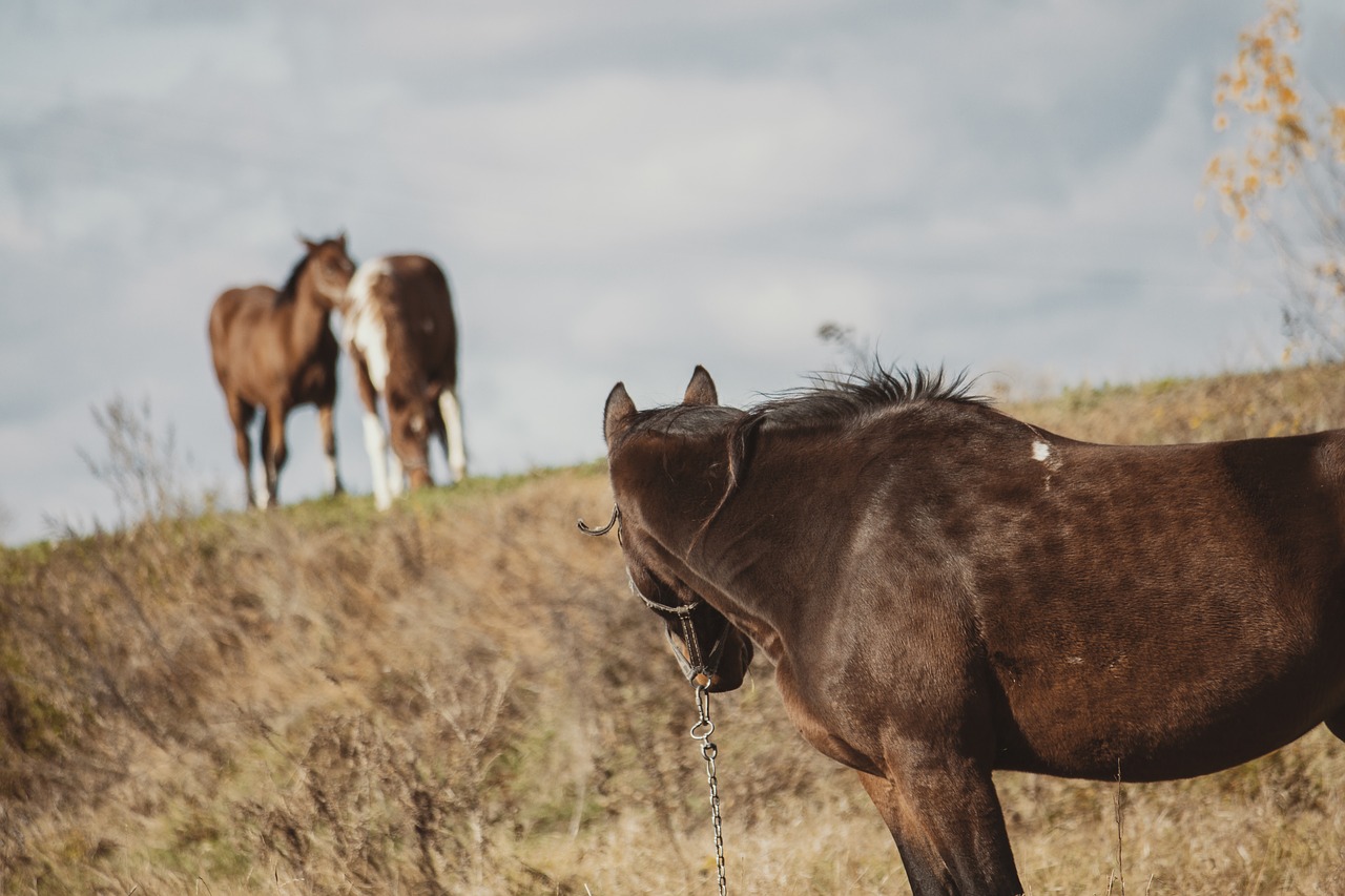 horse  foal  autumn free photo