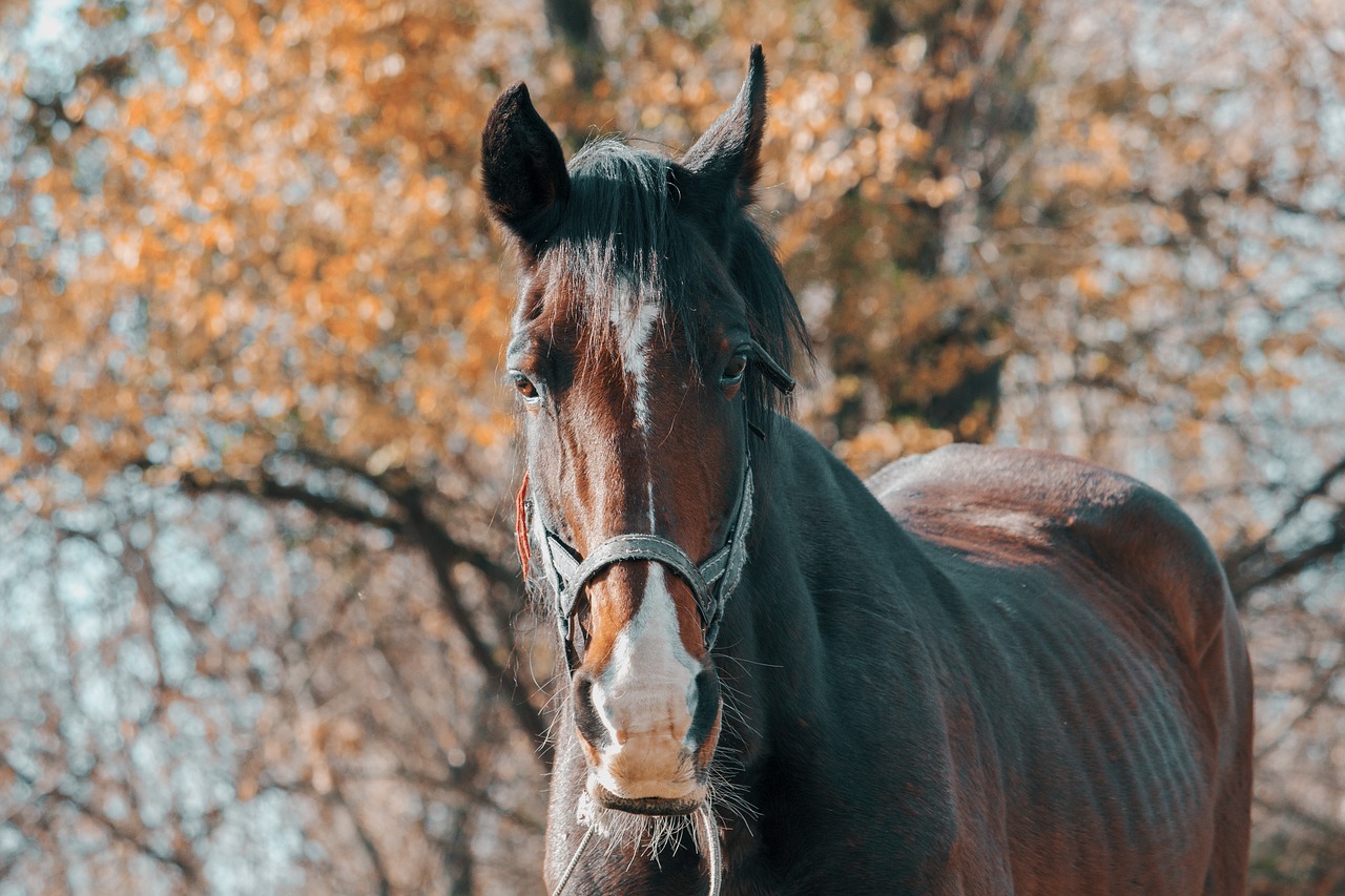 horse  foal  autumn free photo