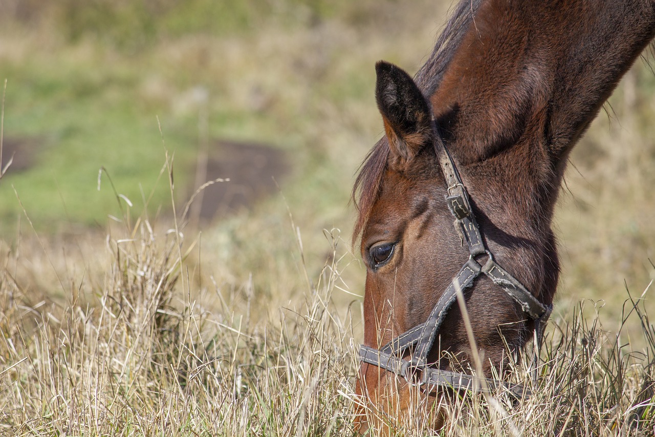 horse  foal  autumn free photo