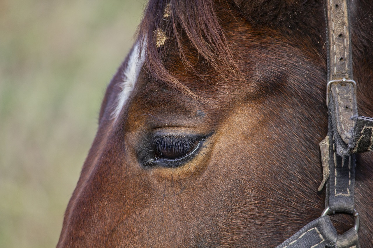 horse  foal  autumn free photo