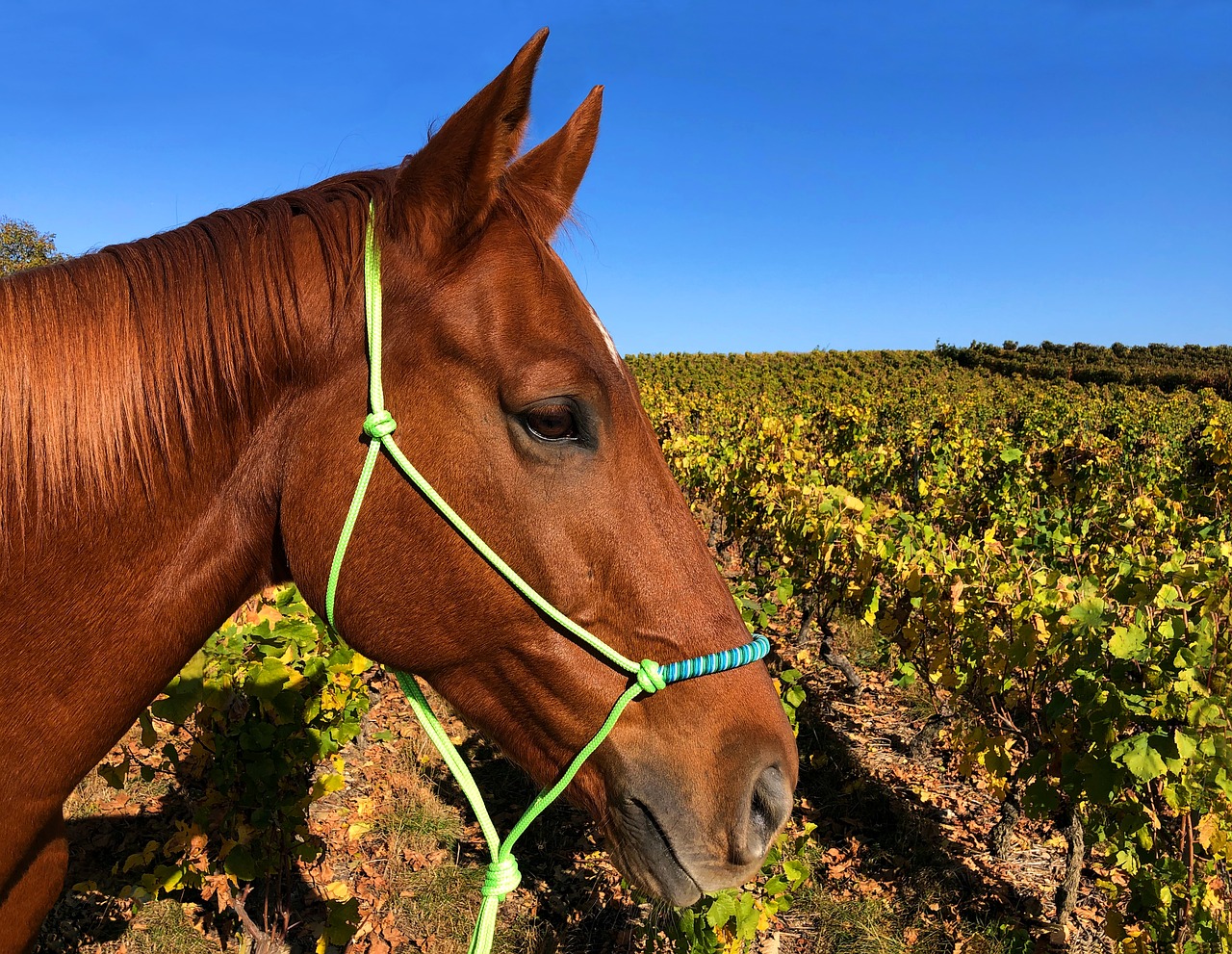 horse  head  portrait free photo