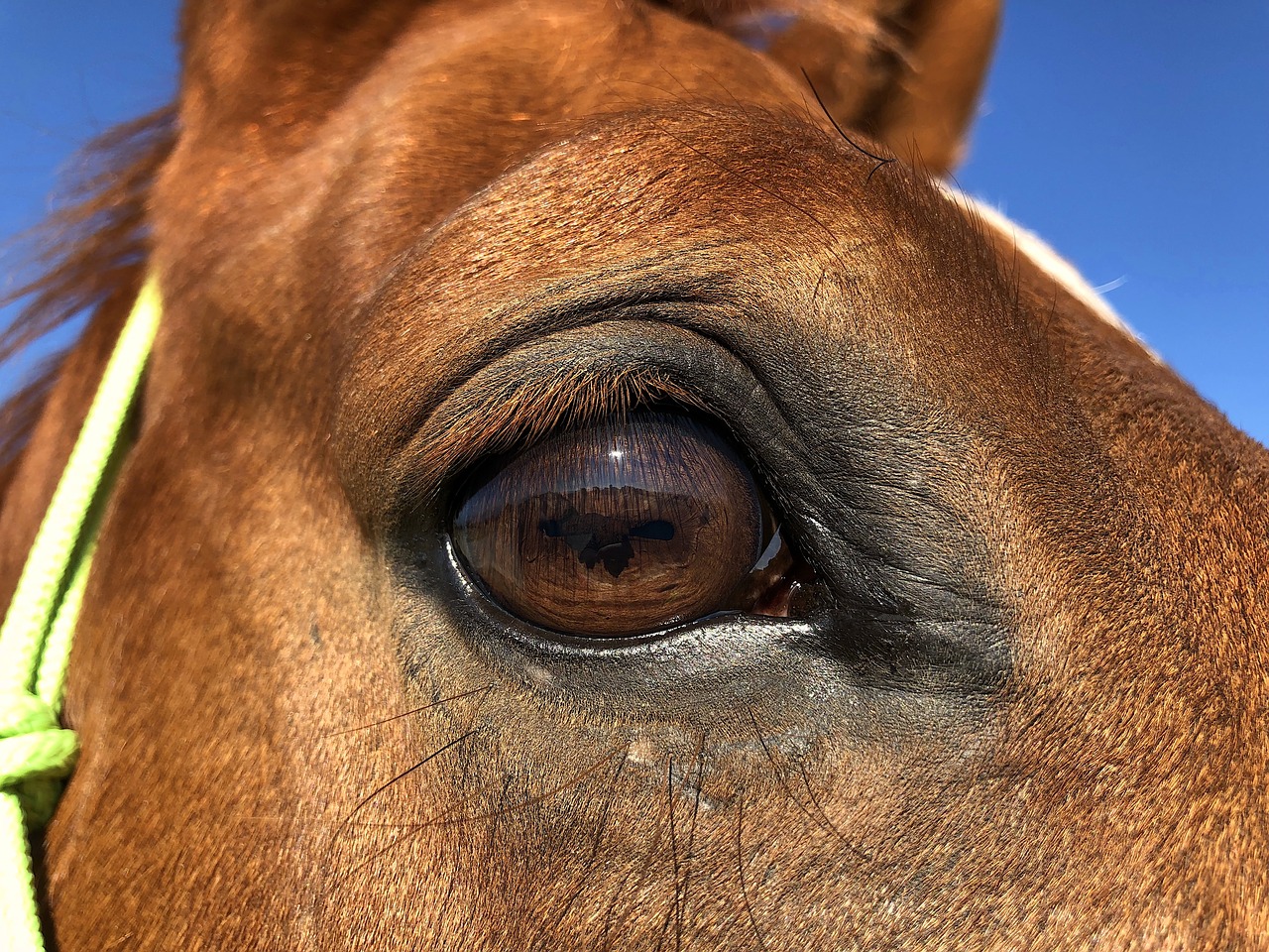 horse  eye  look free photo