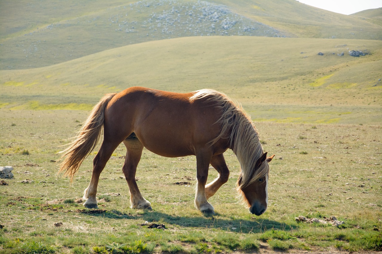 horse  nature  outdoors free photo