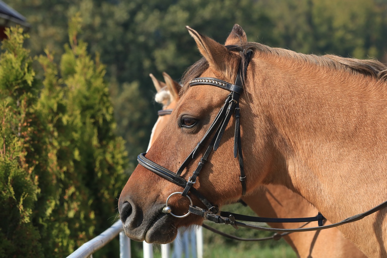 horse  head  profile free photo