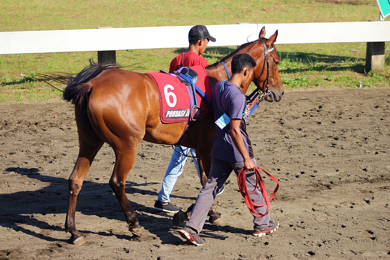 horse  asia  nature free photo