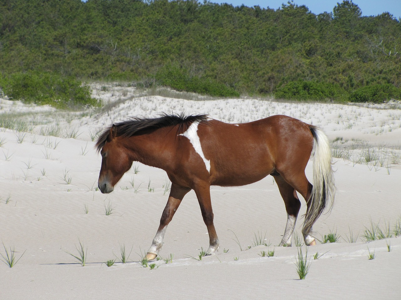 horse  wild  assateague island free photo