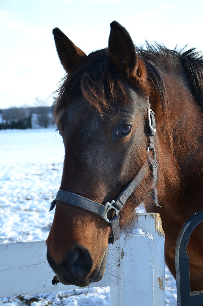 horse  snow  winter free photo