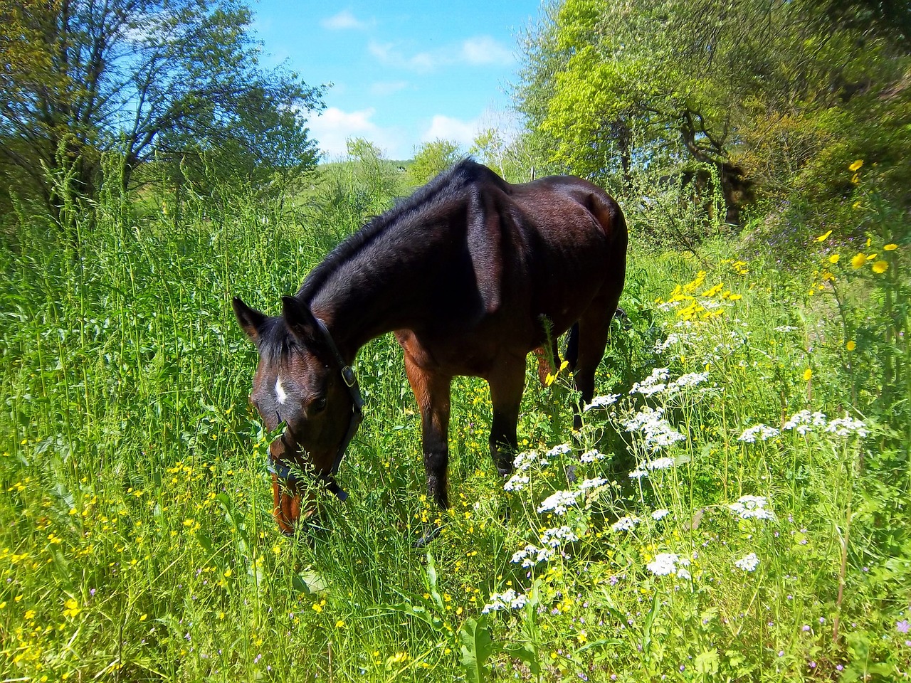 horse  mare  grass free photo