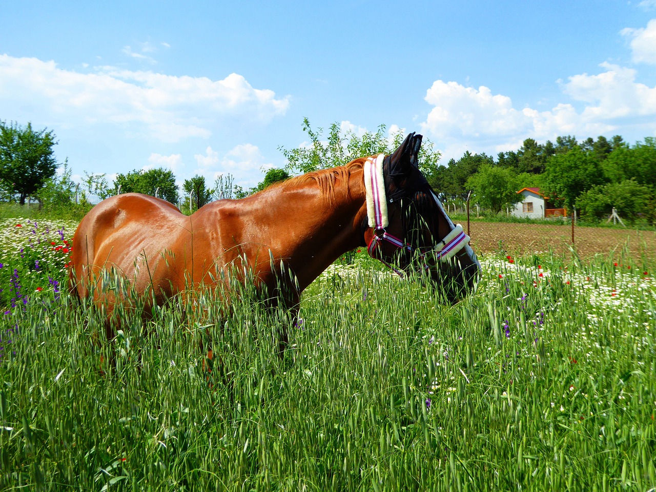 horse  wiesem idyll  landscape free photo