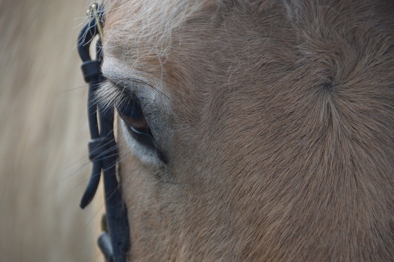 horse  eye  animal free photo