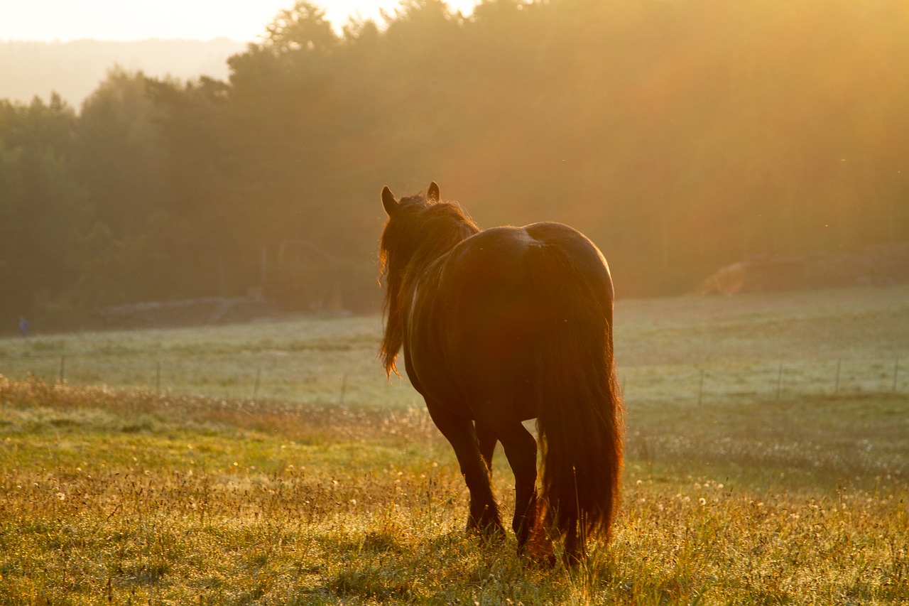 horse  gaul  pasture free photo