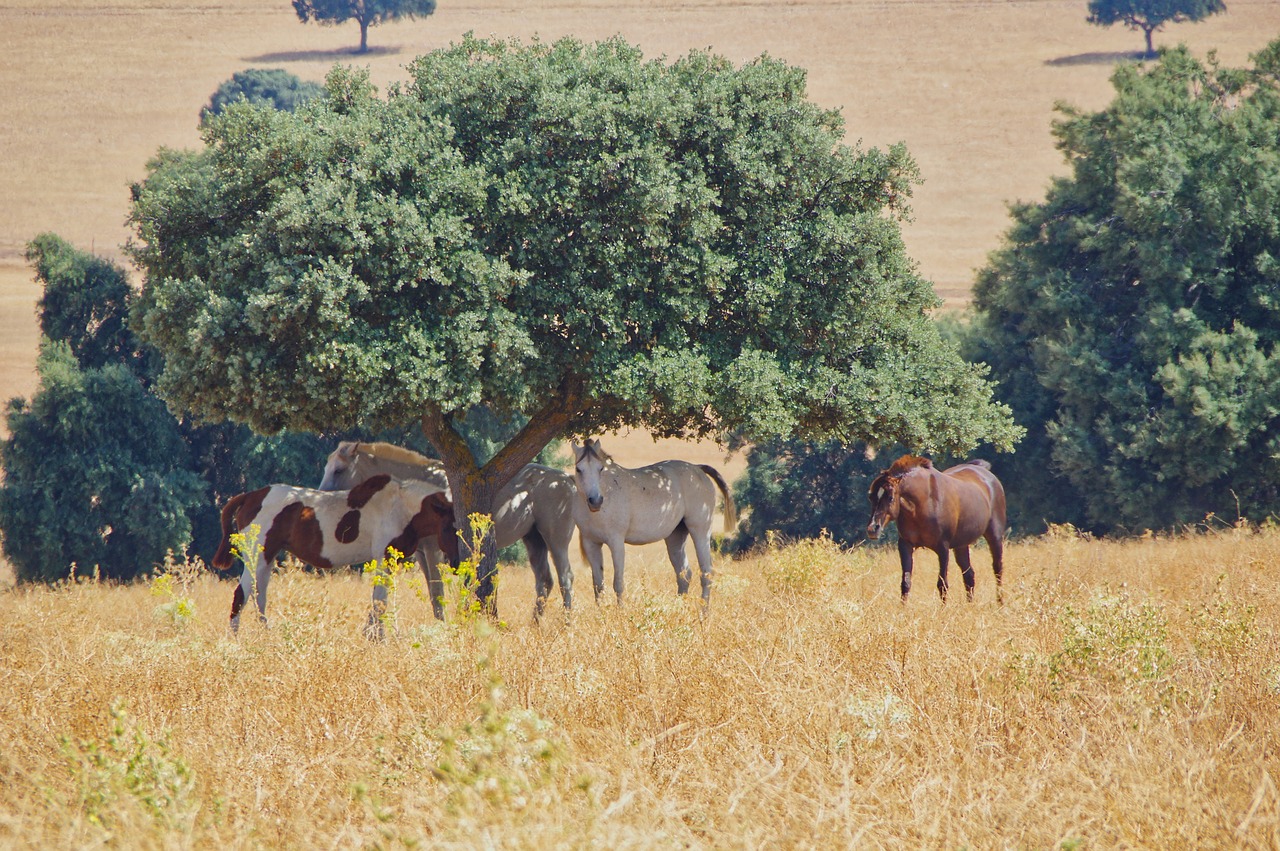 horse  herd  grass free photo