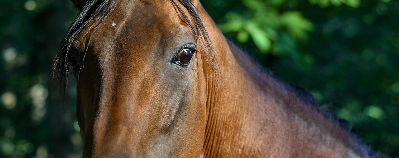 horse  look  close up free photo