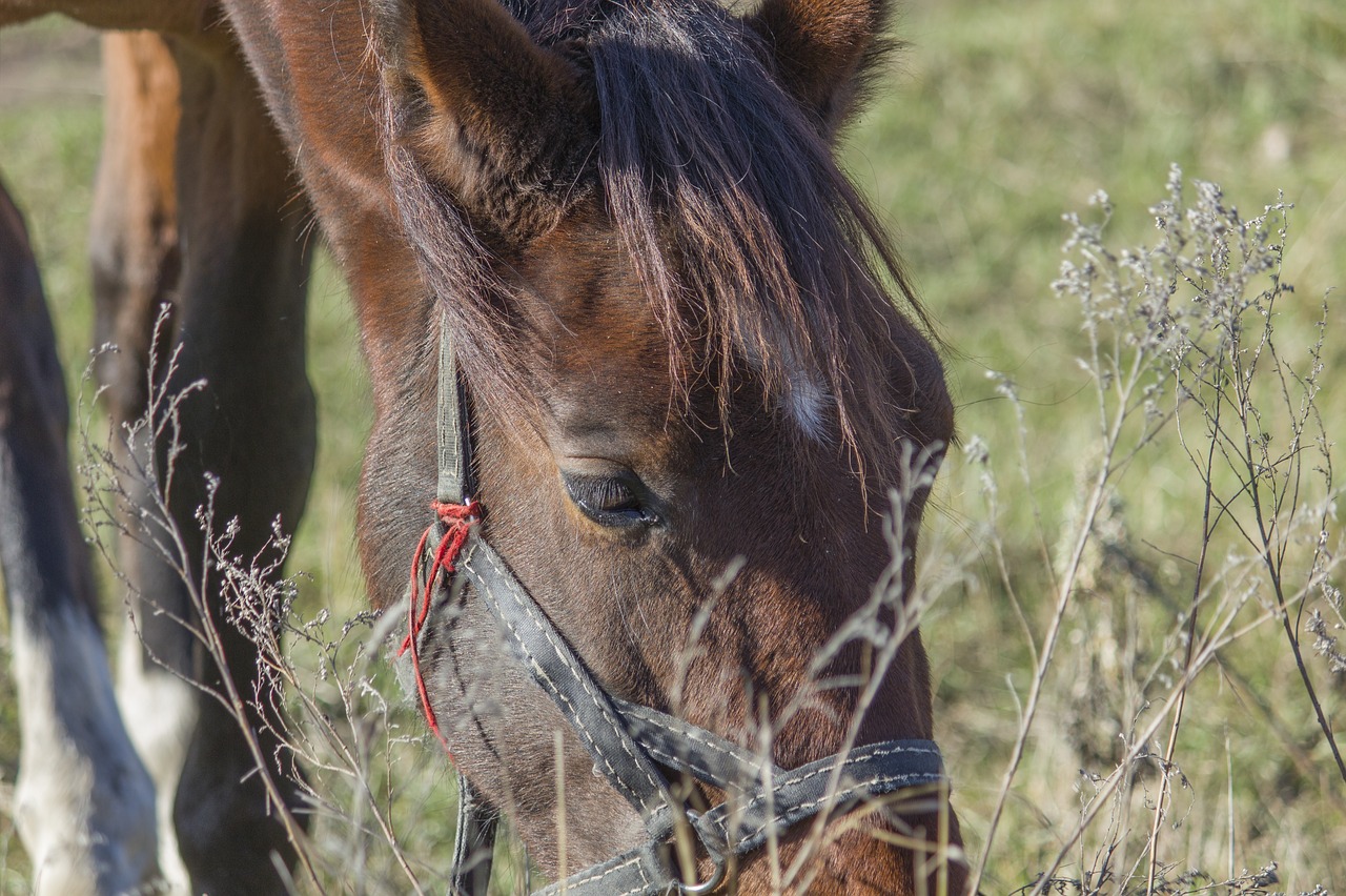 horse  horses  animal free photo