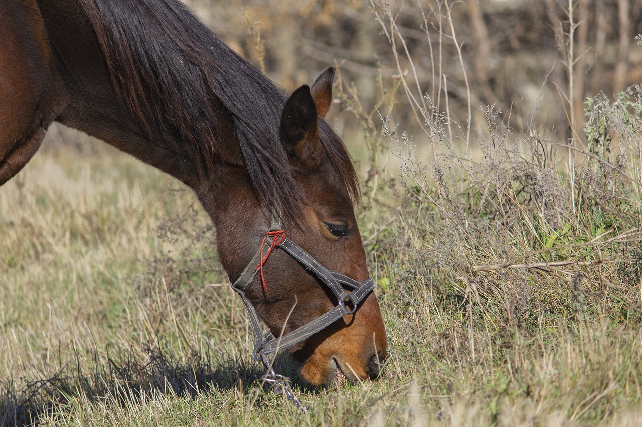 horse  horses  animal free photo