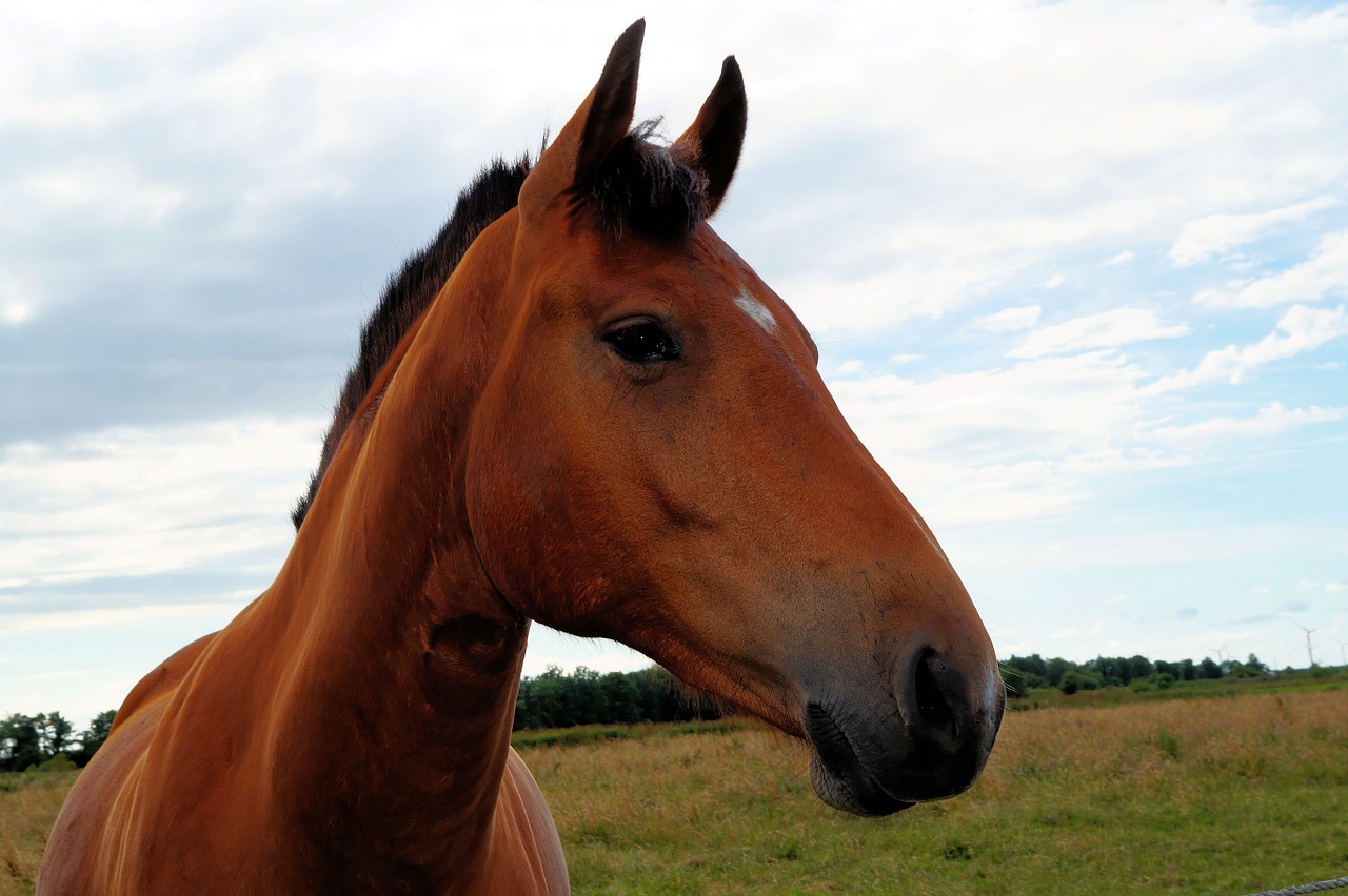 horse head horse head free photo