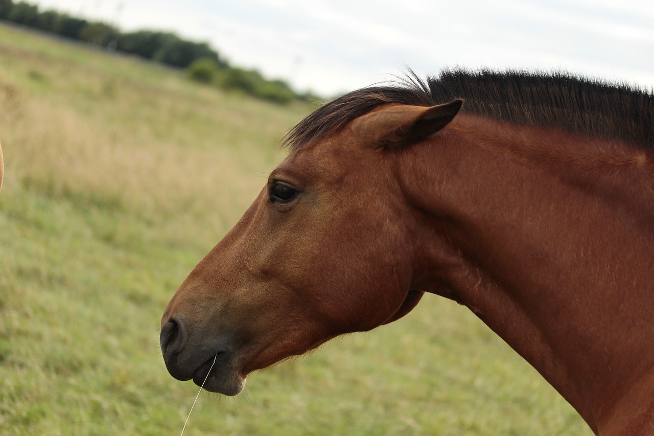 horse horse head pferdeportrait free photo