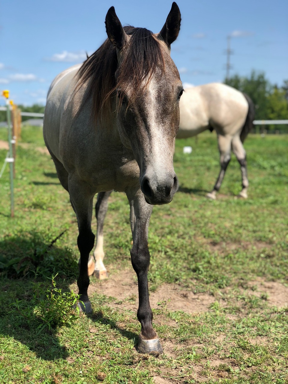 horse  equine  gray free photo