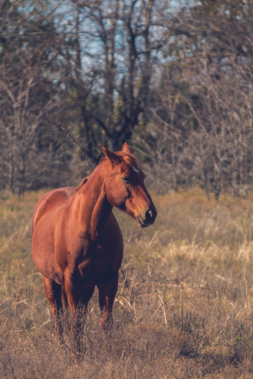 horse  wild horse  nature free photo