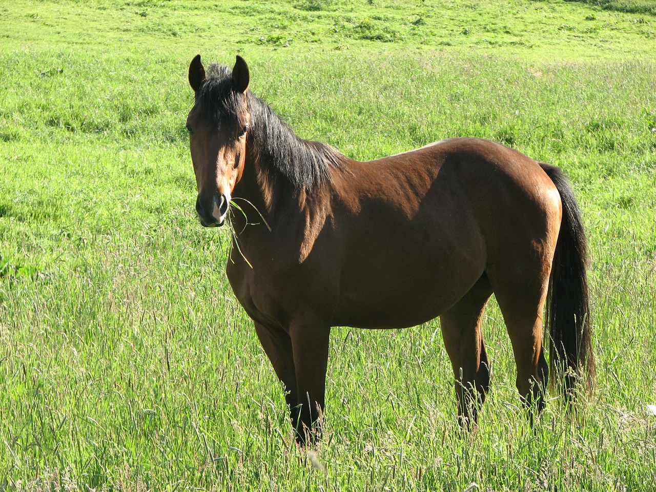 horse brown meadow free photo