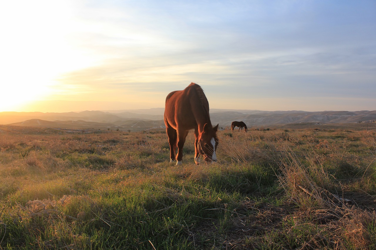 horse  sunset  nature free photo