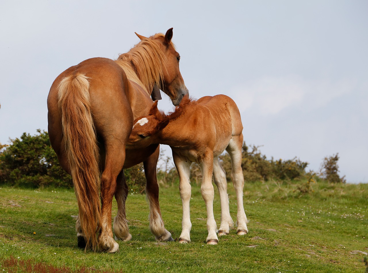 horse  mare  colt free photo