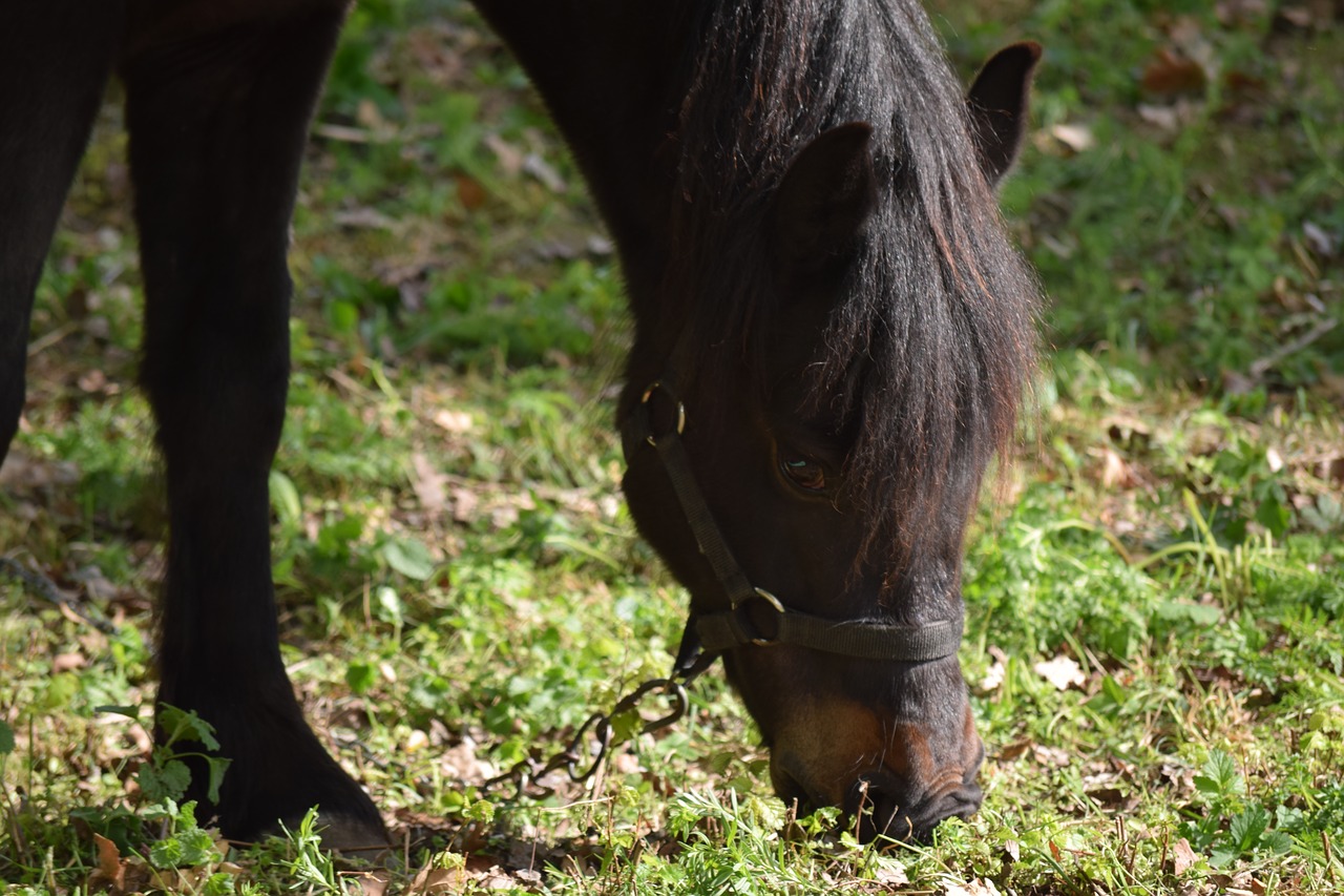 horse  black  animal free photo