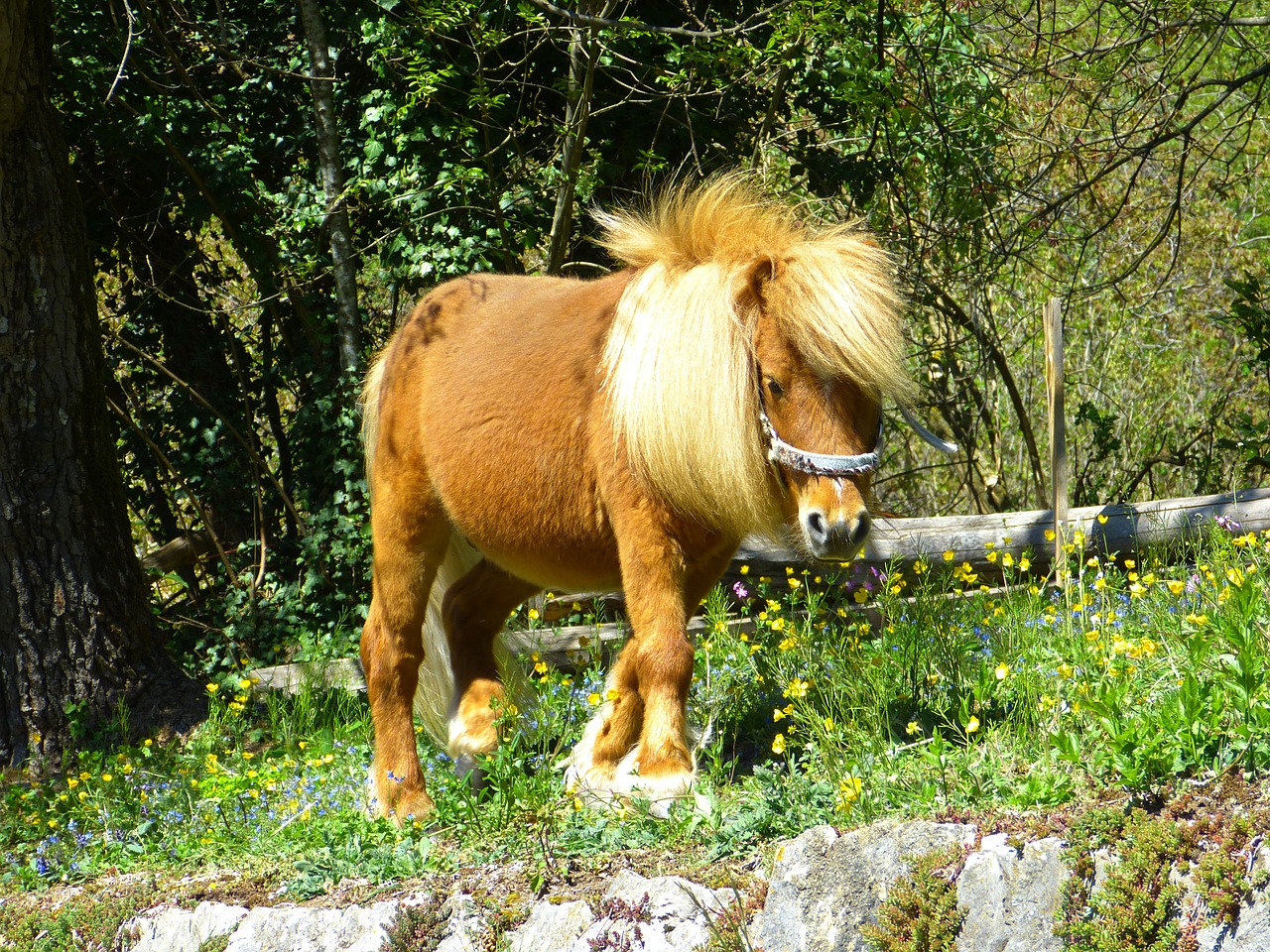 horse pony animal free photo