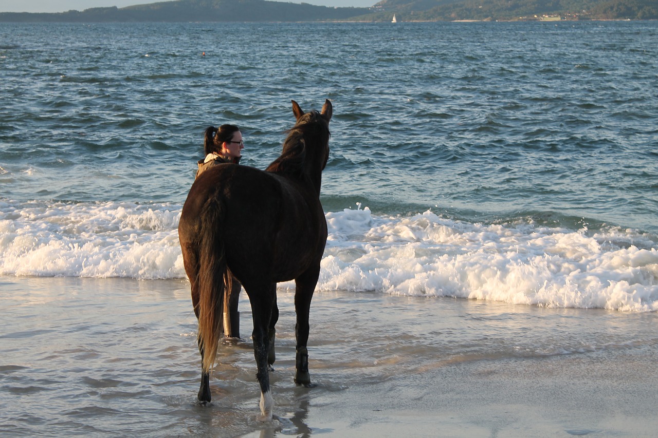 horse  beach  vigo free photo