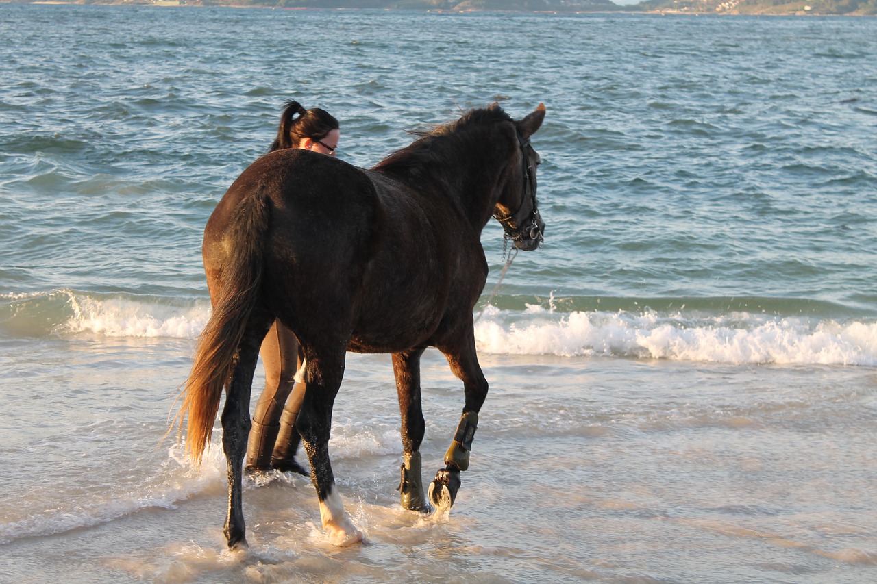 horse  beach  sea free photo