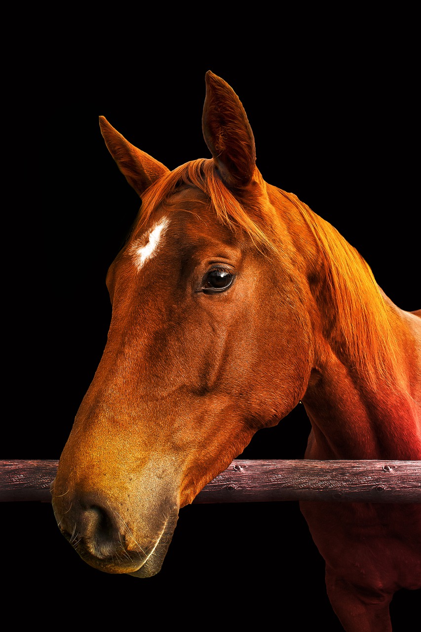 horse  standard  brown free photo