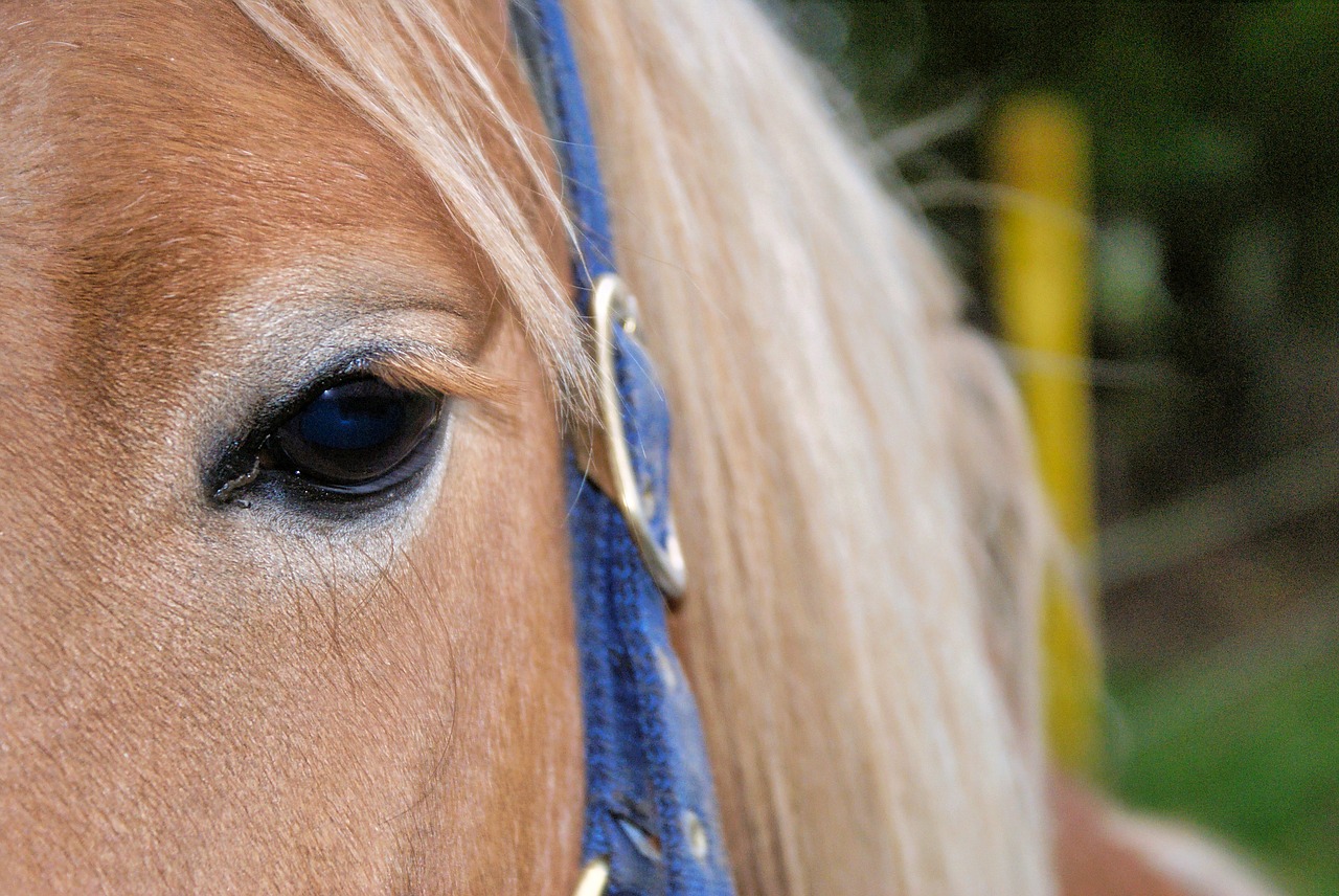 horse  eye  close up free photo