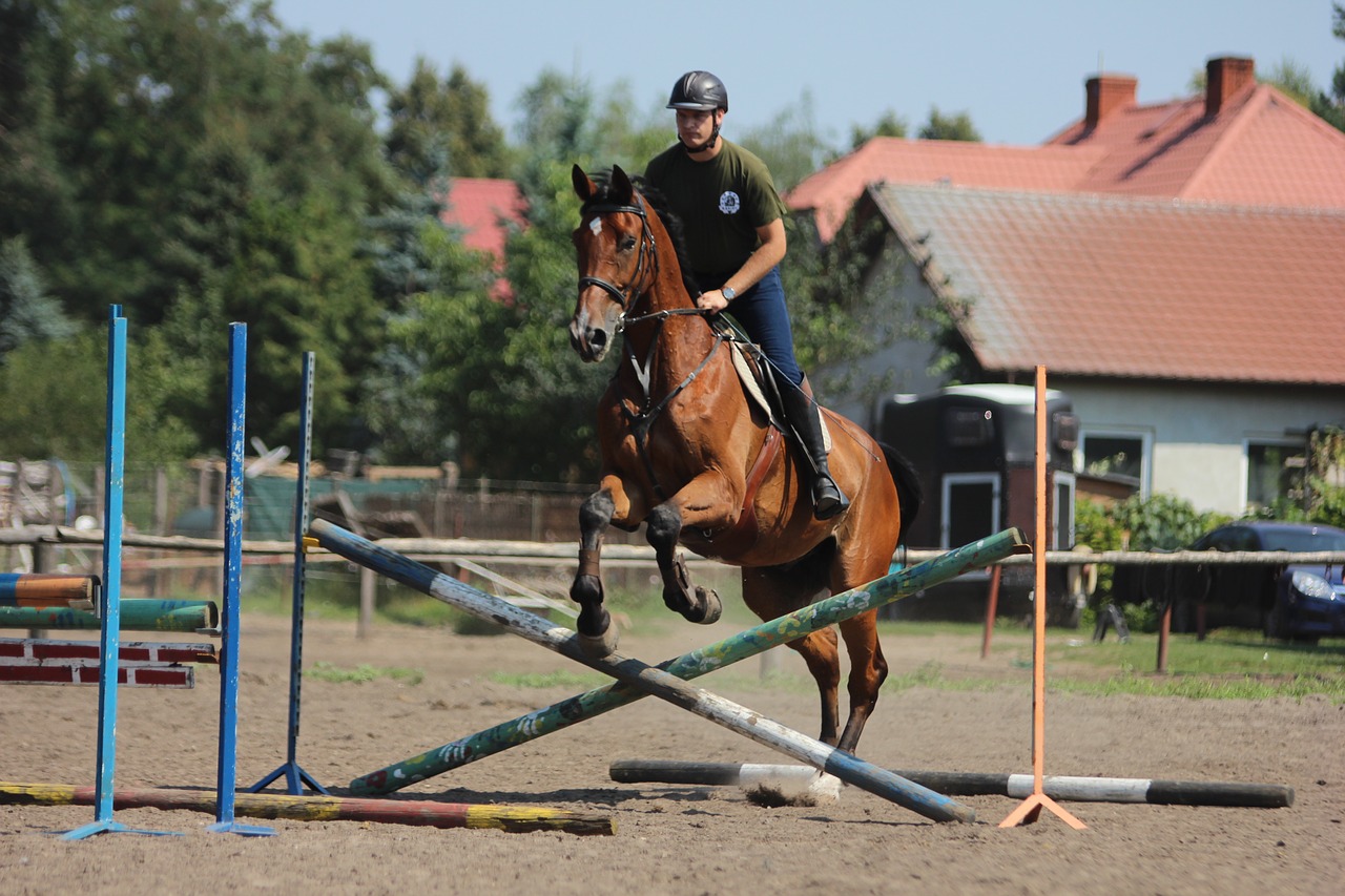 horse  horse jumping  show jumping free photo