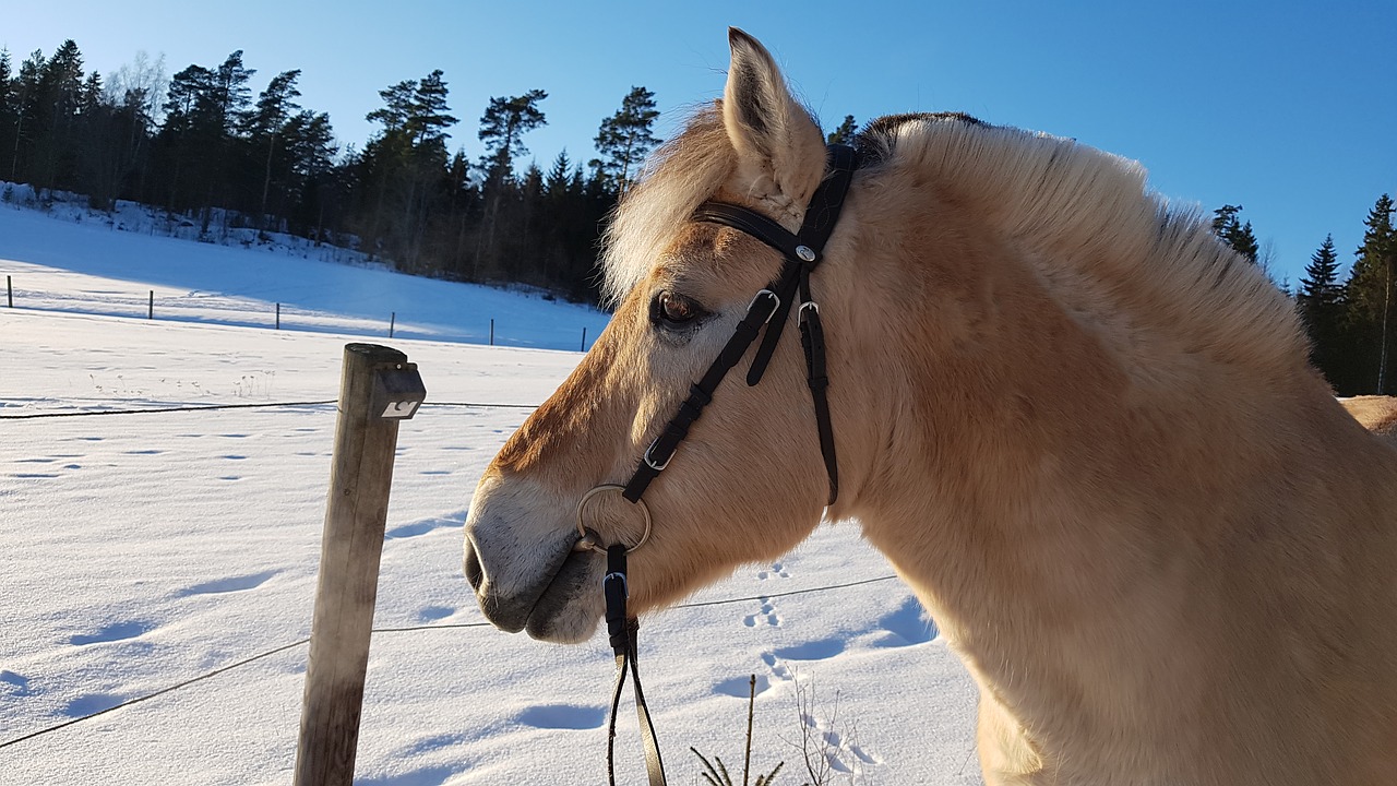 horse  vuonohevonen  winter free photo
