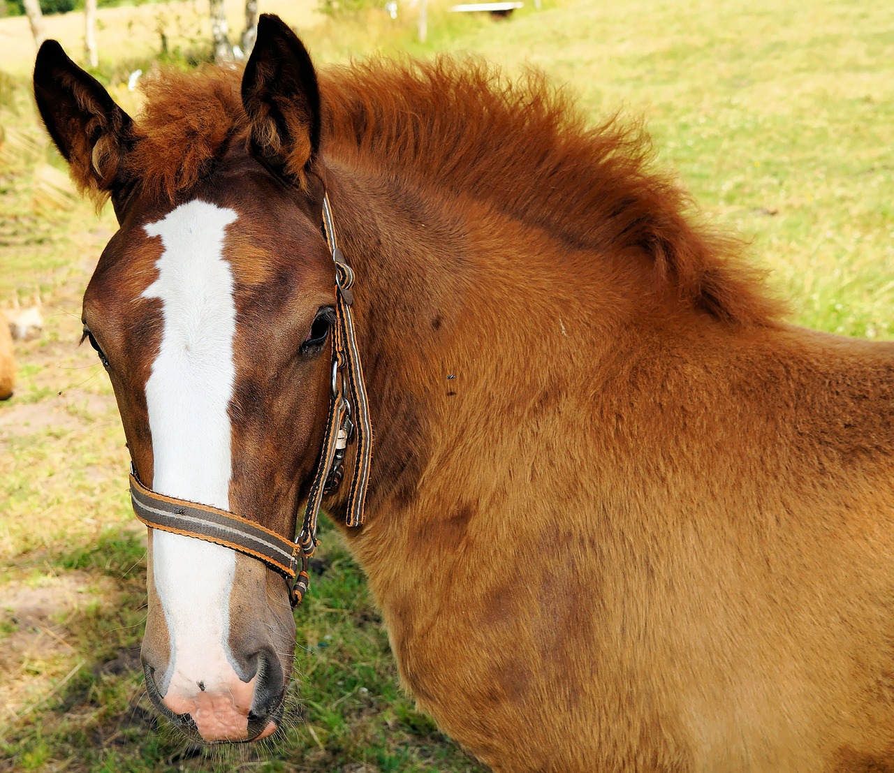 horse foal young animal free photo