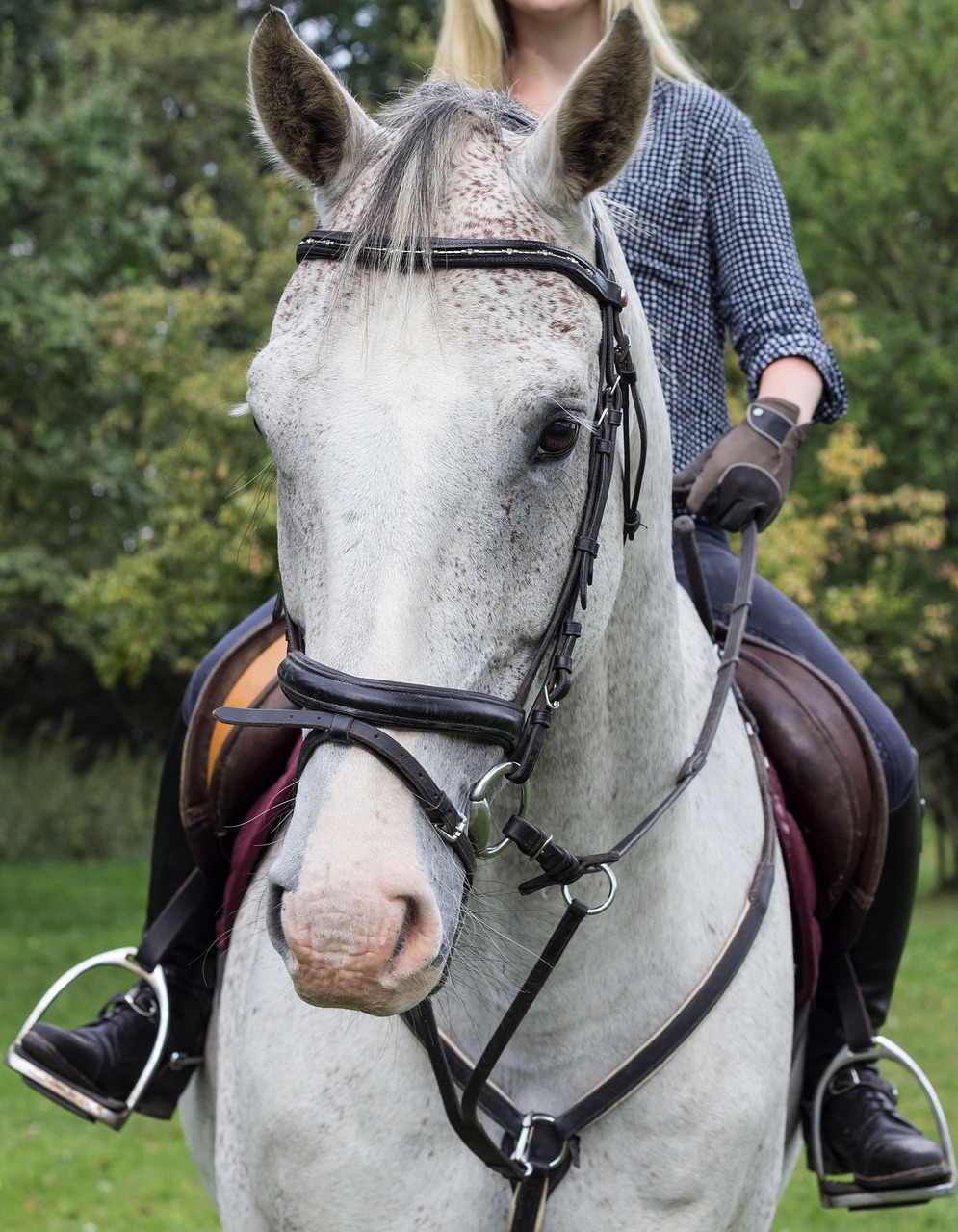 horse  head  horsewoman free photo