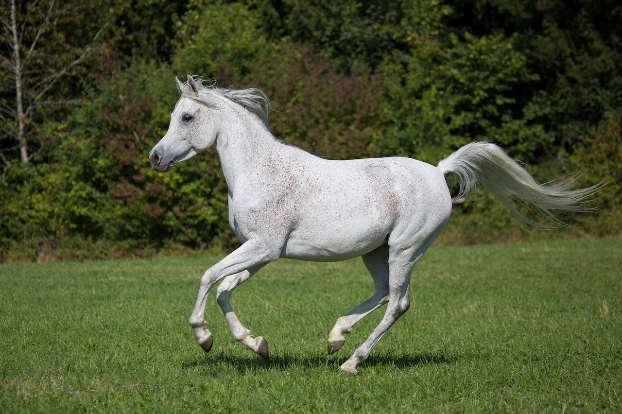 horse  running  white free photo