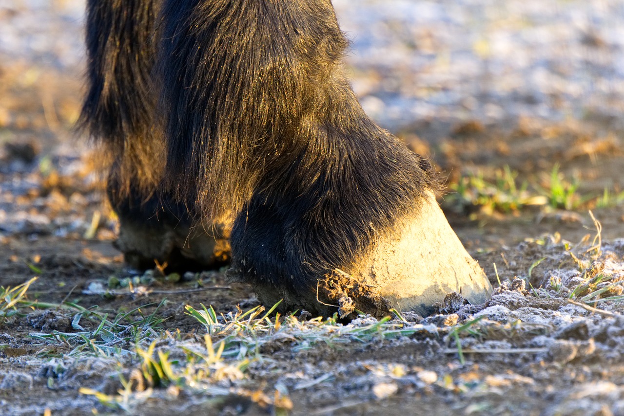 horse  animal  hoof free photo