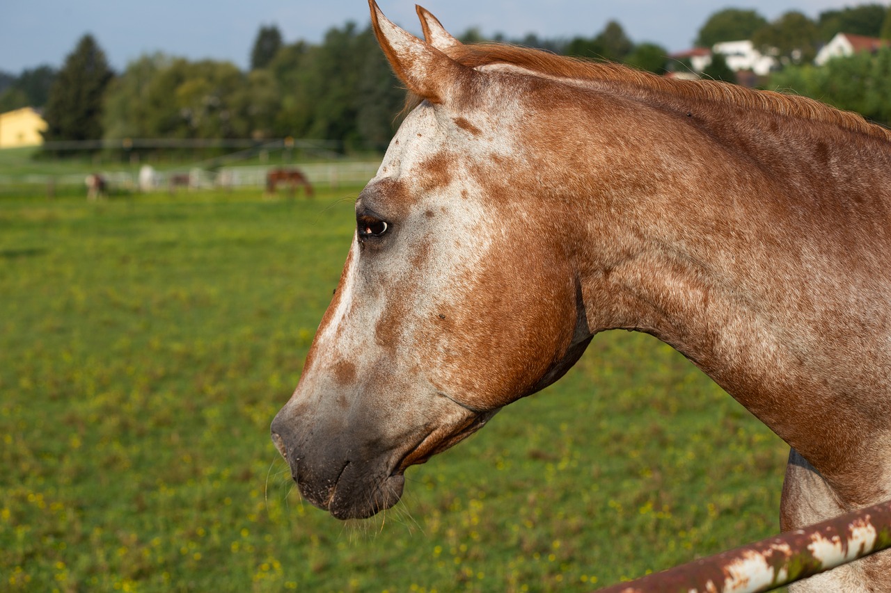 horse  head  horses free photo