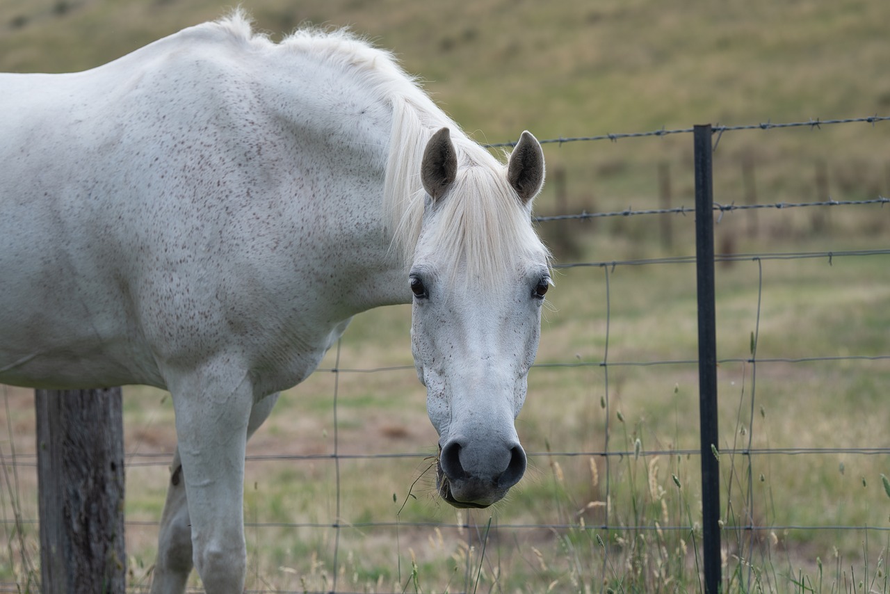 horse  pony  equine free photo