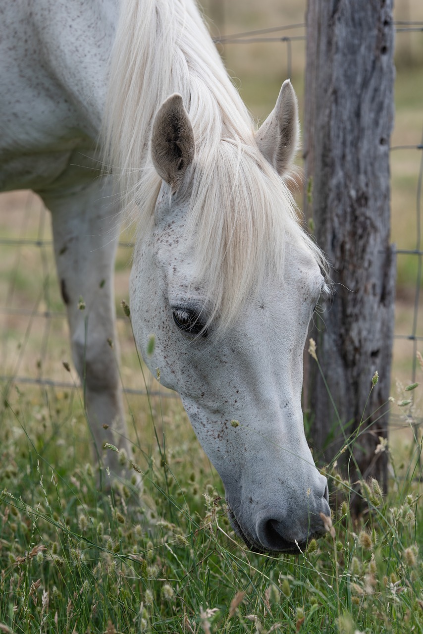 horse  pony  equine free photo