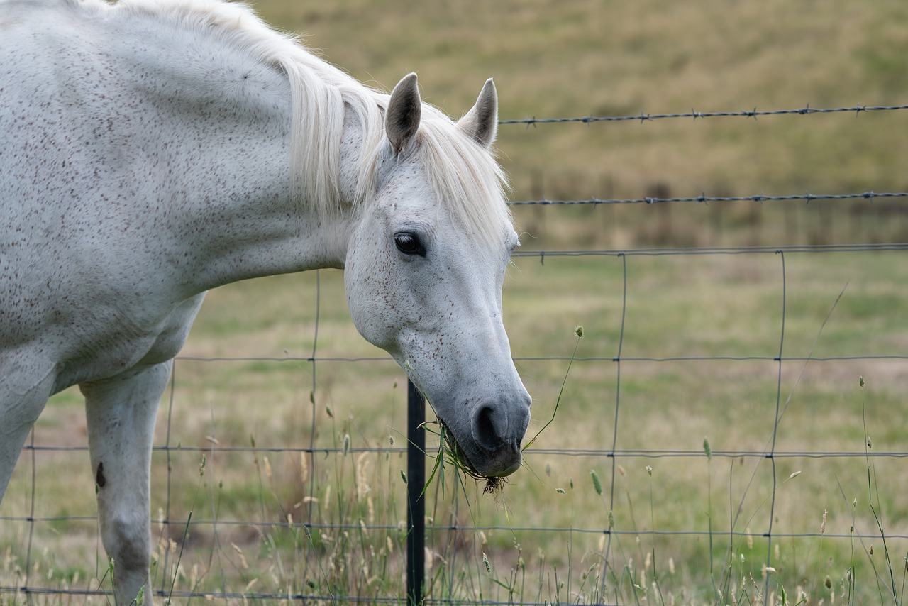 horse  pony  equine free photo