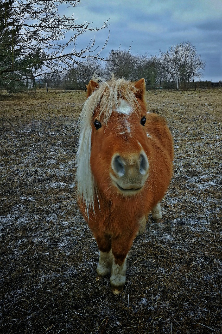 horse  hdr  small free photo