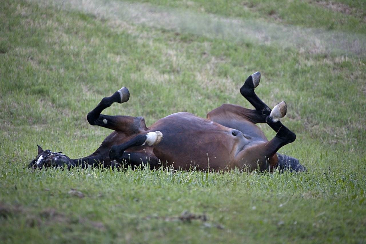 horse mare rolling free photo