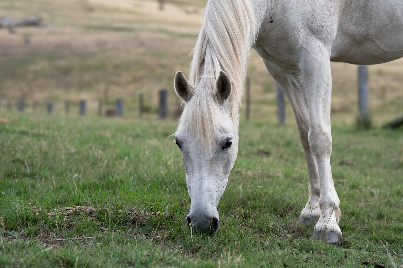 horse  pony  equine free photo