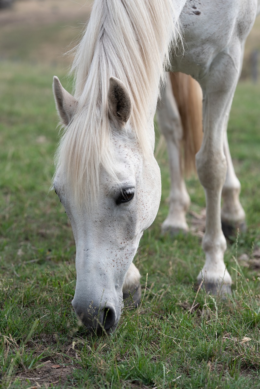 horse  pony  equine free photo