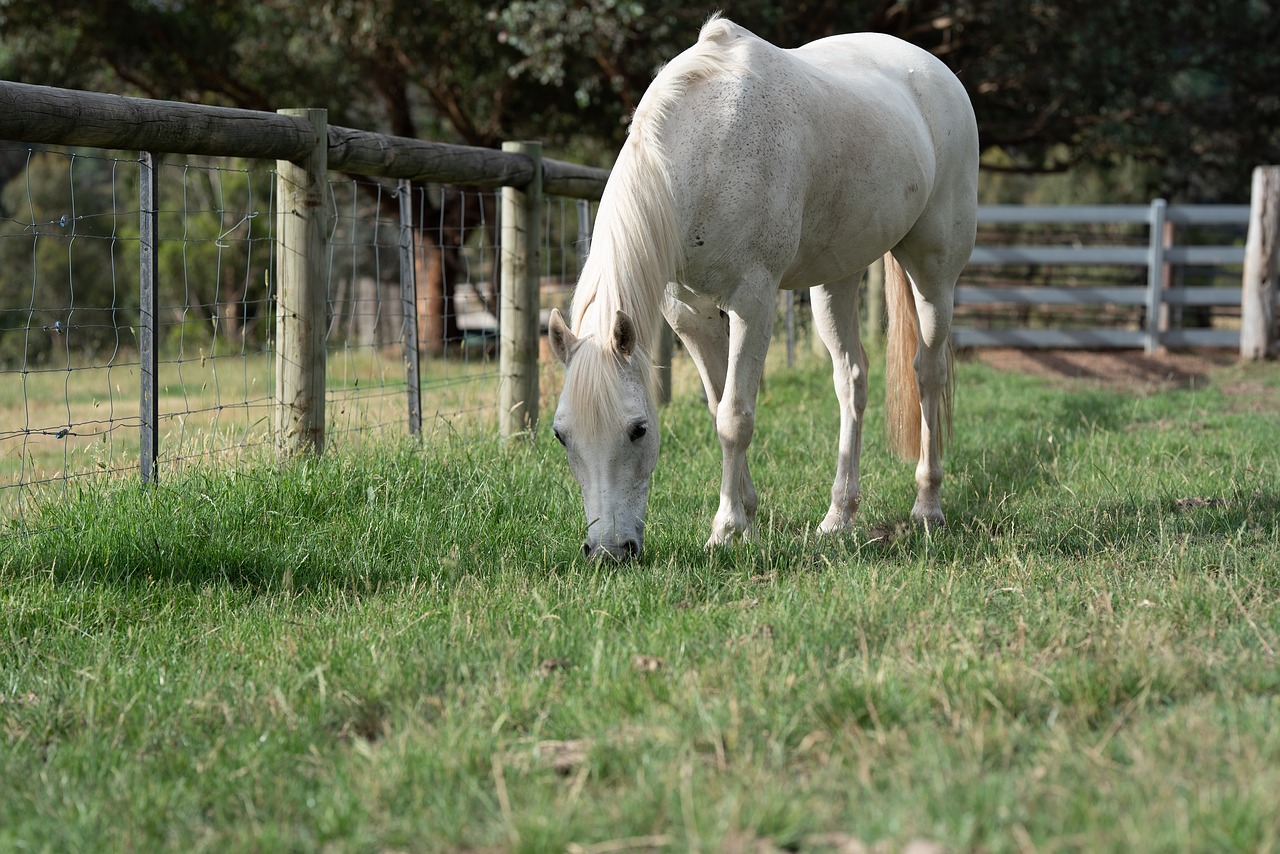 horse  pony  equine free photo