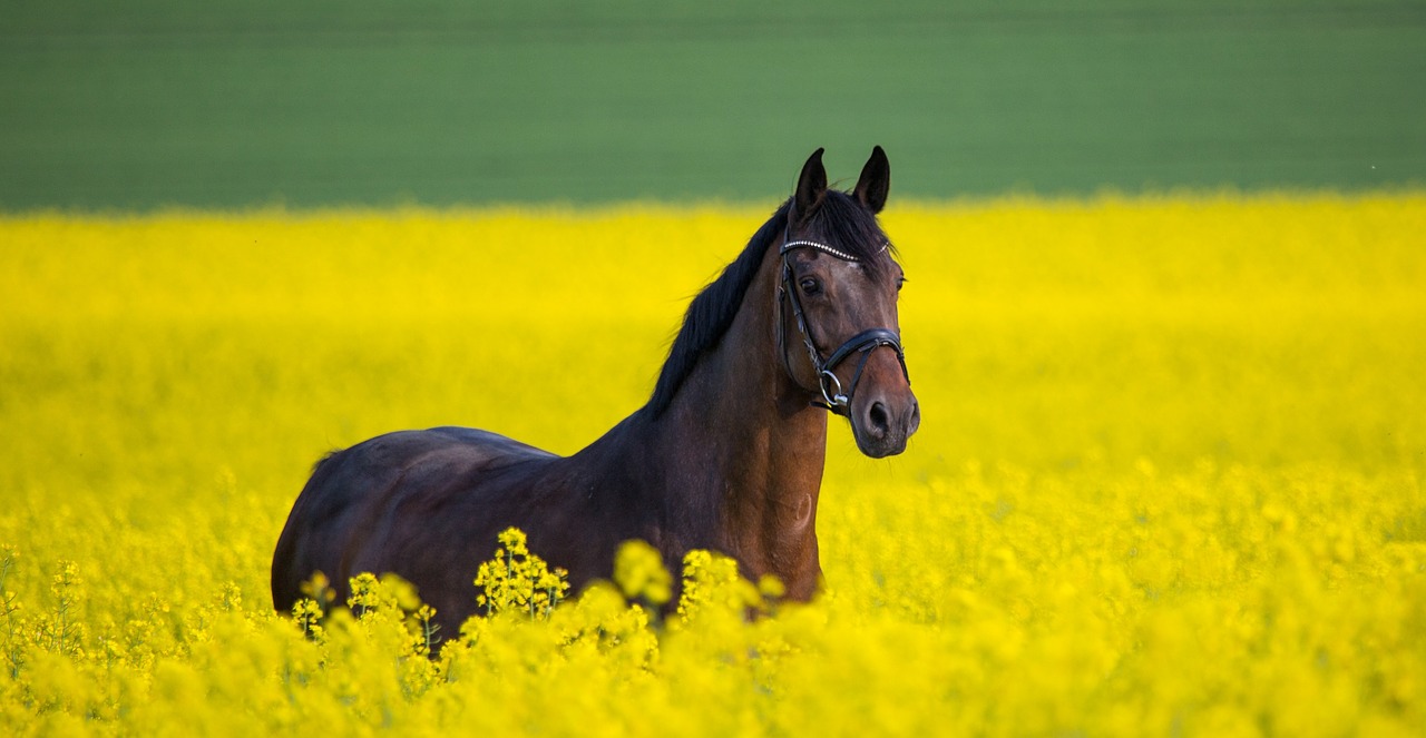 horse  field  rapeseed free photo