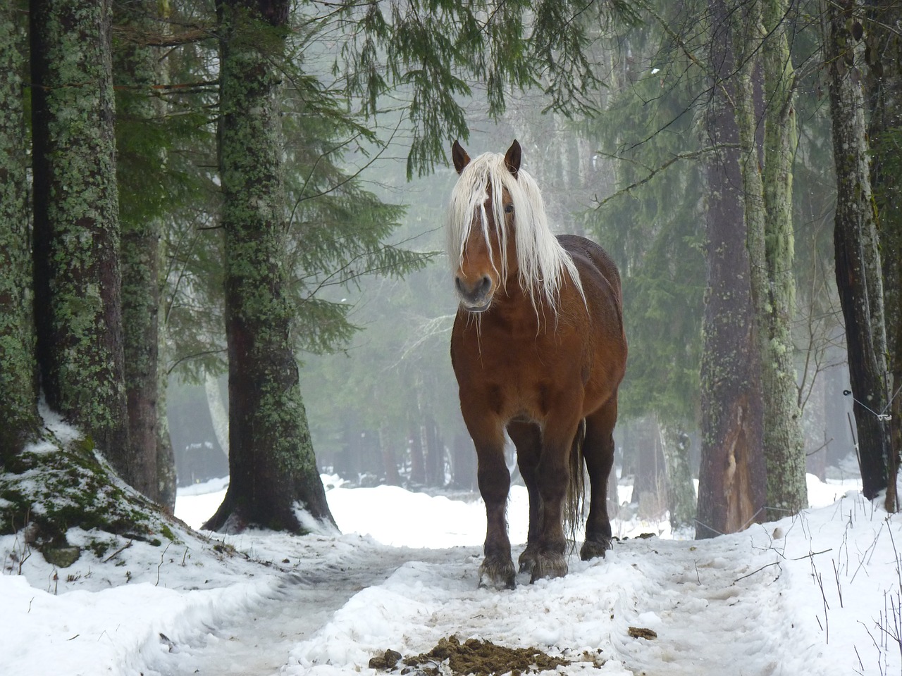 horse  forest  nature free photo