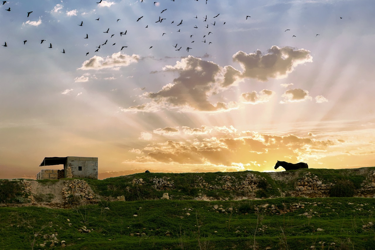 horse  sunrise  gozo free photo